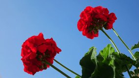 Watering a cluster of red geraniums blossoming against the clear blue sky  - Powered by Shutterstock - Get 15% off with code: PIKWIZARD15