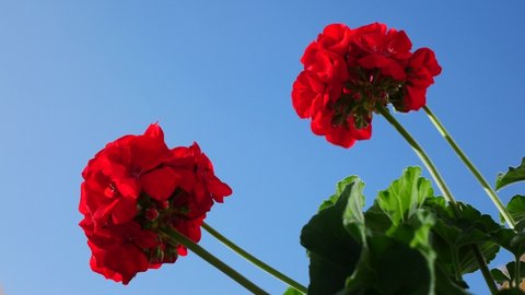 Watering a cluster of red geraniums blossoming against the clear blue sky 