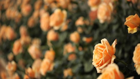 Row of amazing orange roses during golden hour
