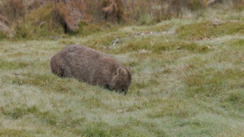high frame rate side view of a wombat grazing grass at ronny creek on a rainy day at cradle mountain national park in australia