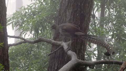 a close shot of a male superb lyrebird on a branch mimicking bird calls on a rainy foggy day at fitzroy falls of morton national park of nsw, australia
