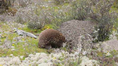 an echidna stops foraging to scratch a biting ant at cradle national park in tasmania, australia