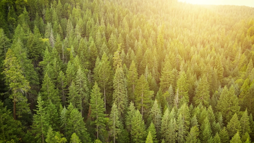 Flying over a mountainside pine forest in Northern California