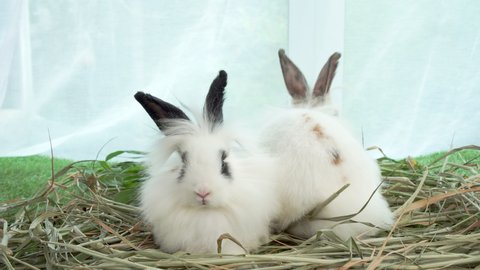 Two fluffy baby rabbit bunny sitting together on dry grass. Healthy lovely furry rabbit white brown black eating dry grass and playful on grass with curtain. Family easter bunny concept.