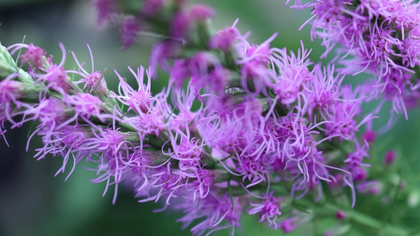 liatris purple flower bloom of liatris spicata in blurred background Royalty-Free Stock Footage #1086751550