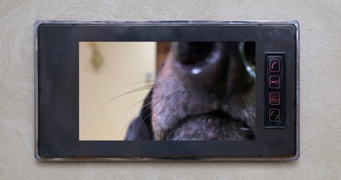 There is a video on the intercom screen where funny dachshund dog came to visit and sniffs the camera, waiting for the door to be opened to it. Big nose on display, front view