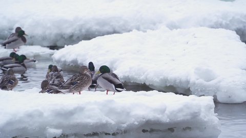 A group of wild mallard ducks and drakes swim in an icy hole in a frozen river. A flock of ducks prepares to fly to warm countries, wild ducks spend the winter on a warm river in wildlife.