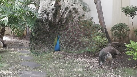 Peacock shakes its beautiful plumage, natural courtship ritual in front of female peacock, animates the bird's plumage.