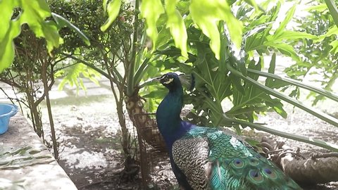 video shot of an amazing peacock and its large blue color, one of the largest birds in the world.