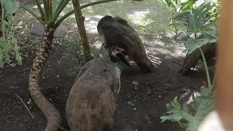 Close-up video of a peacock foraging for food.