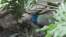 Close-up UHD video shot of an amazing peacock and its large blue color, one of the largest birds in the world.