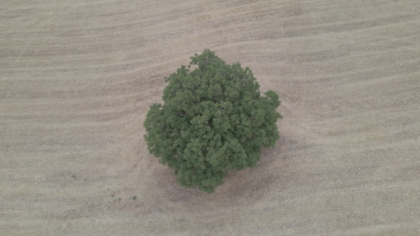 aerial view of an alone oak in a field