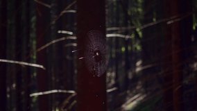 Footage of a cobweb hanging between trees and glowing in the morning light. Selective focus on cobweb. Template natural background. Cinematic shot. Filmed in UHD 4k video. Beauty of earth.