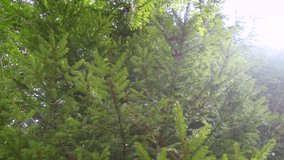 Spruce branches close up in the rain in a dark forest. Drops of water dripping down from evergreen branches. Cinematic footage. Filmed Full HD 1080p video. Slow motion clip 240 fps. Beauty of earth.