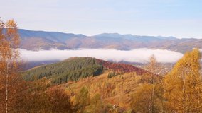 Incredible autumn landscape with bright birches on a sunny day. Location place of Carpathian mountains, Ukraine, Europe. Сinematic shot. Time lapse clip. Filmed in UHD 4k video. Beauty of earth.