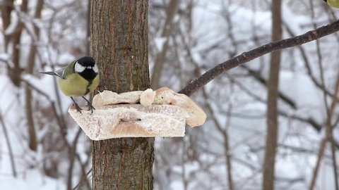 Two great tit birds pecking at lard on a tree. Feeding birds in winter.