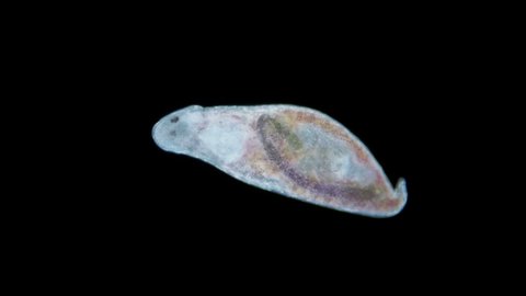 Turbellaria worm under the microscope, Platyhelminthes phylum. The species is not defined. Sample found in the Indian Ocean