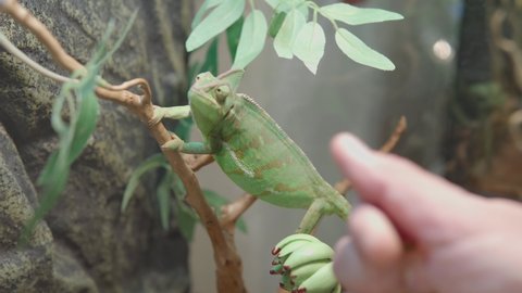 Close up of young chameleon chamaeleonidae or chamaeleo calyptratus eats an insect from the hand of a person.