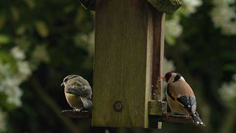 4K video clip of two birds, a European Goldfinche and a blue tit eating seeds, sunflower hearts, from a wooden bird feeder