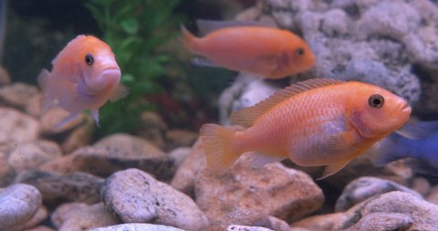 Healthy cichlids in aquarium. A nice healthy decorative foshes have a rest in aquarium water at home.