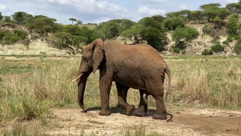 Safari in Africa. A large elephant walks in the Tarangire National Park. The amazing nature of Tanzania.
