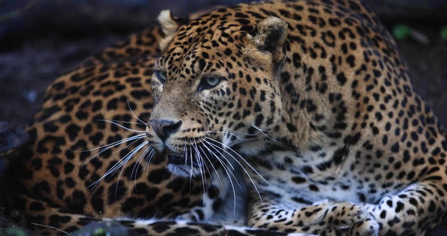 Portrait of an angry leopard in the forest in slow motion | Shutterstock HD Video #1086770156