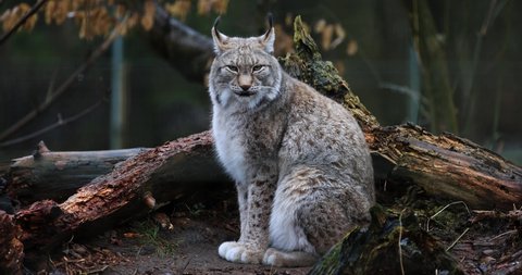 Portrait of a lynx in the forest in slow motion