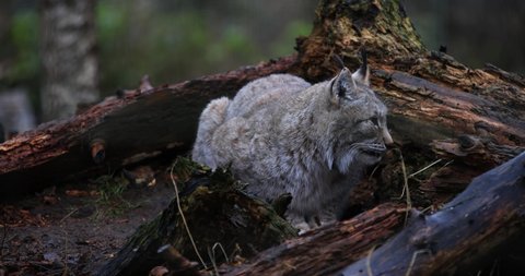 Portrait of a lynx in the forest in slow motion