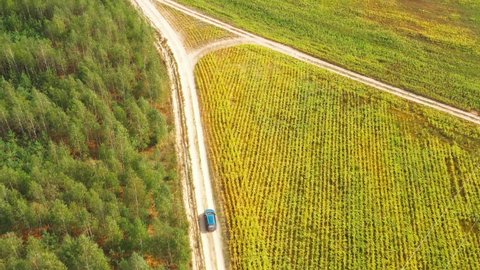 Elevated Aerial View Of Blue Car Vehicle Automobile In Fast Drive Motion On Countryside Country Road Through Summer Corn Maize Green Fields. Agricultural Country Rural Landscape. Car Drive In Motion.