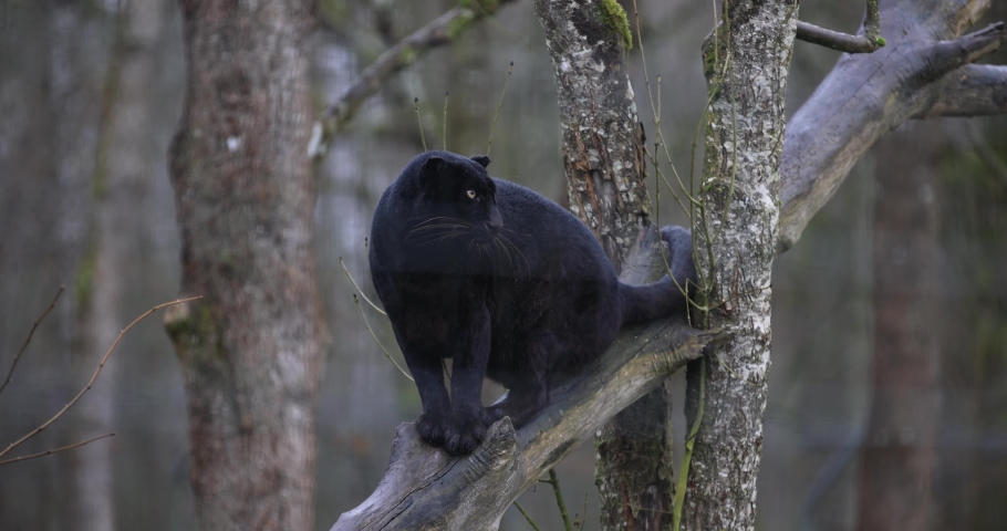 Portrait of a black panther in the forest in slow motion | Shutterstock HD Video #1086770720