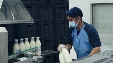 Worker handling multiple milk bottles exiting the conveyor belt. Worker handling the product from a conveyor and puts it into boxes. Worker handling the storage of the product coming out of a conveyor