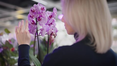 A woman chooses an orchid for home gardening. Fresh flowers in the interior.