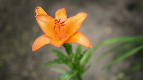 Lilium bulbiferum, orange or fire lily, Jimmy's Bane and tiger lily, is herbaceous European lily with underground bulbs, belonging to Liliaceae.
