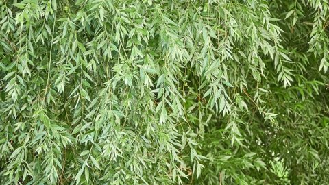 Salix alba, white willow, is species of willow native to Europe and western and central Asia. Name derives from white tone to undersides of leaves.