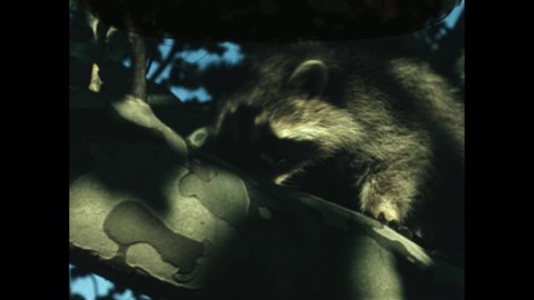 1950s: Raccoon. Skunk. Little boy feeds squirrel. Boy races toward bird feeder and tries to pet squirrel.