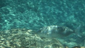 Salema porgy fish swim above rocks underwater in sea