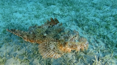 Scorpion fish lie on sandy bottom covered with green seagrass. Bearded Scorpionfish (Scorpaenopsis barbata)