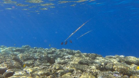 Group of Cornet fish hunts above top coral reef on shallow water in morning sunlight. Bluespotted Cornetfish (Fistularia commersonii) 4K-60fps