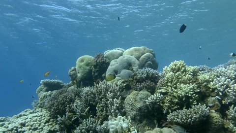 Camera moves sideways to the right side along the reef with tropical fishes. Colorful tropical fish swims on beautiful coral reef in shallow water. Underwater life in the ocean.