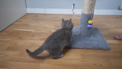 Happy cute pet and person play with toy on rope, kitten catches toy mouse. Stuff for domestic cats. Man showing cat toy at home. Scottish straight kitty gray with stripes jumping on scratching post