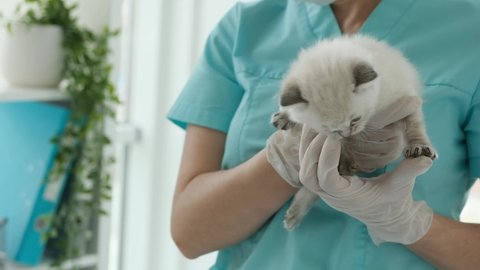 Ragdoll kitten meows in hands of veterinarian doctor in the vet clinic. Specialist petting fluffy purebred kitty cat indoors