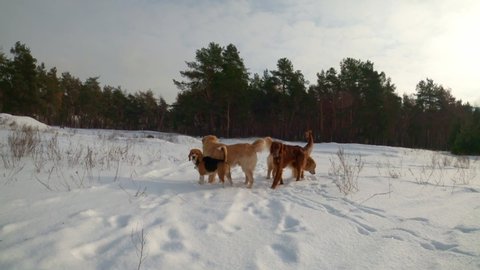 Golden retriever dogs and beagle walking in winter time in snow and playing together. Purebred pet doggies enjoying cold weather outdoors