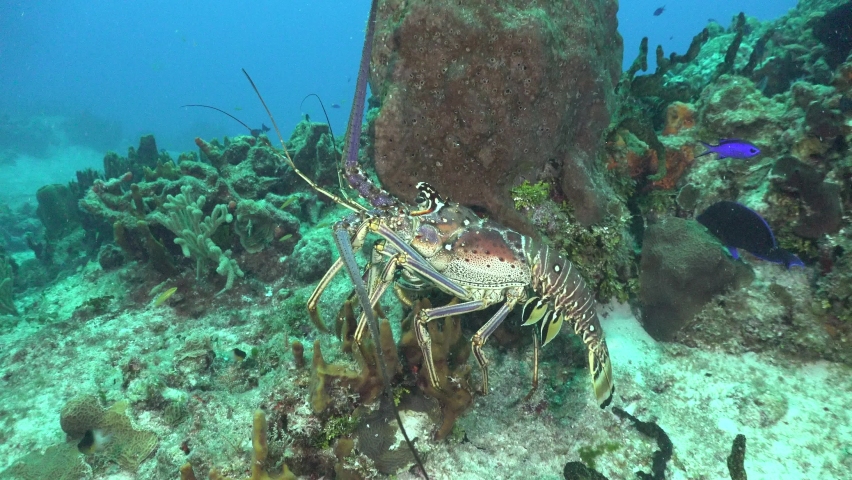Caribbean Spiny Lobster close up walking over tropical coral reef