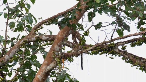 Small-toothed Palm Civet Arctogalidia trivirgata tail hanging as it is seen behind the branch of the fruiting tree thenes to the left while chewing a fruit in Khao Yai National Park, Thailand.