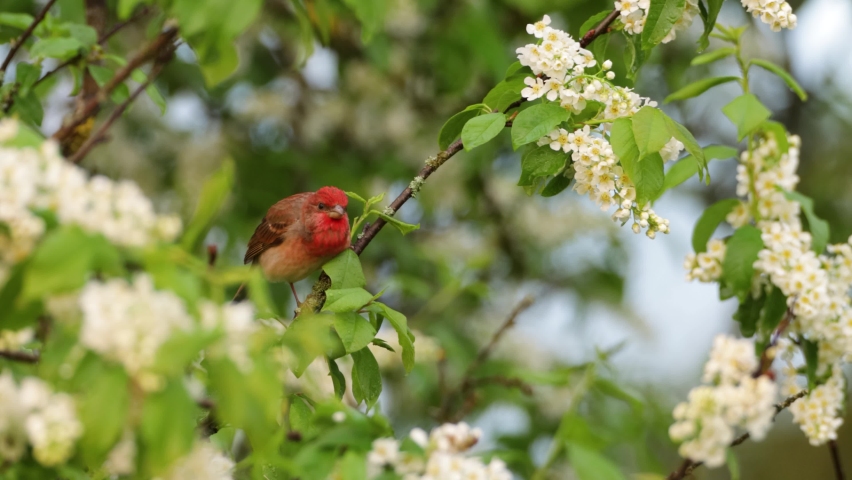 Male Common rosefinch, Carpodacus erythrinus in the middle of Bird cherry blossoms.	