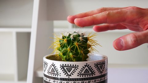 Close-up of a hand touching a beautiful cactus in a pot but the plant pricks it and the person removes the hand away
