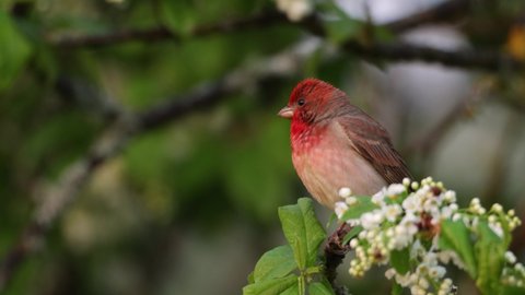Male Common rosefinch, Carpodacus erythrinus singing in the middle of Bird cherry blossoms.	