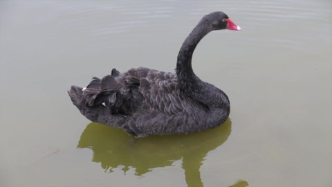 Black Swan in the tropical calm water lake in close-up