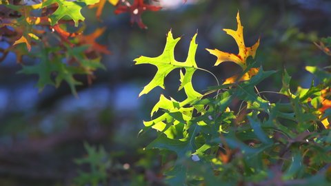 Virginia autumn season with sunshine sunlight on yellow orange green autumn oak leaves colorful foliage fall leaf color closeup with blurry bokeh soft background