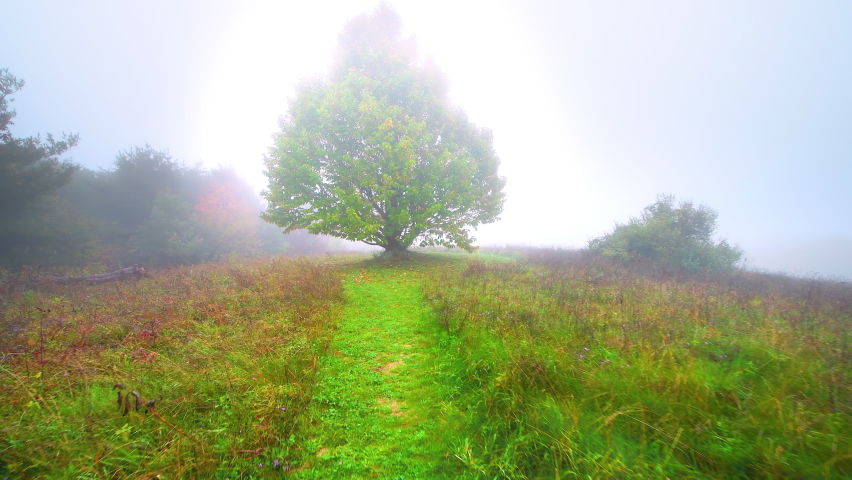 Handheld pov walking on Big Spy Mountain overlook trail with cloudy mist foggy weather towards one single large tree in Blue Ridge Parkway, Virginia national park fall foliage
